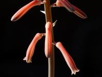 Thumbnail of 1883_Aloe variegata_20150309_04(1).JPG